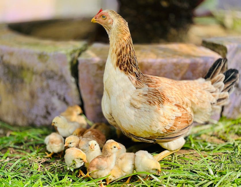 Honning- og appelsinglaserte Cornish-høner