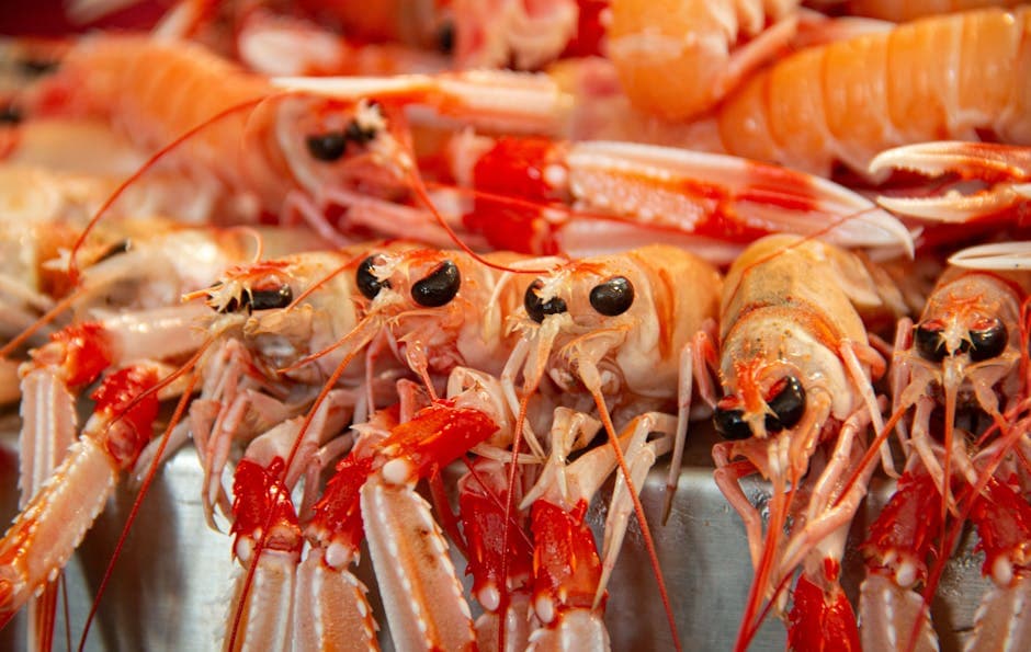 Frisk rosmarinsalat med langoustine