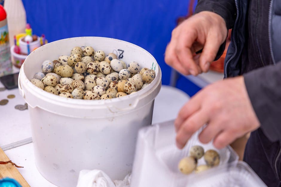 Fuglemat: Herr Maggies eggblanding