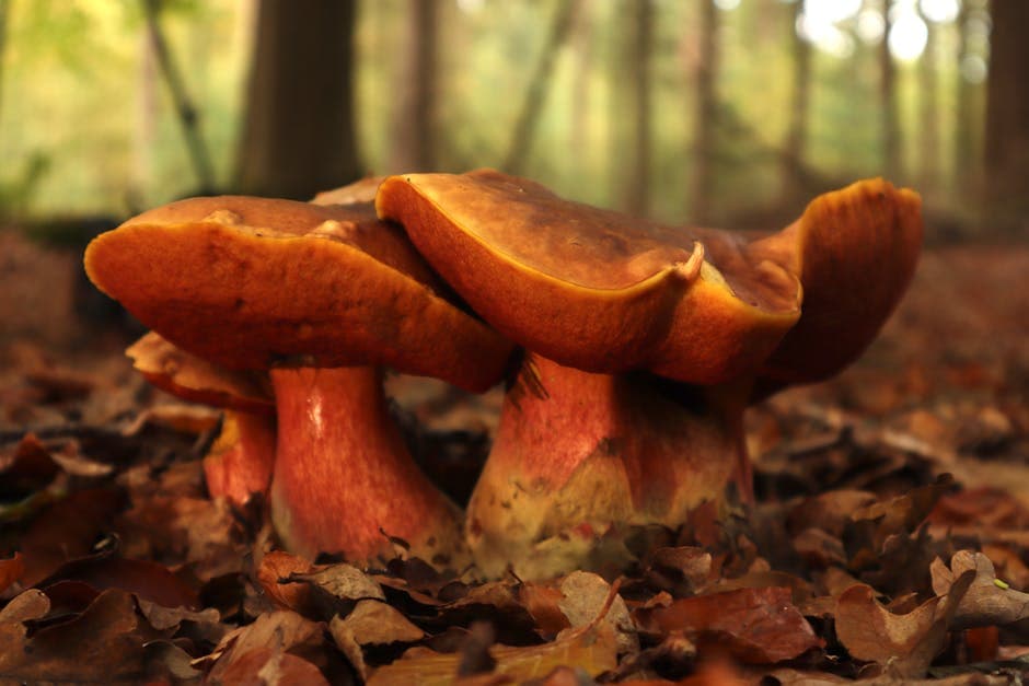 Maine-hummer med ville sopp og rosmarindamp