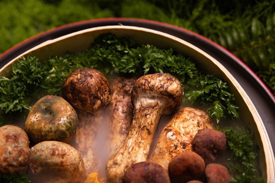 Wok med vill Shaxi-sopp og speket svinekjøtt