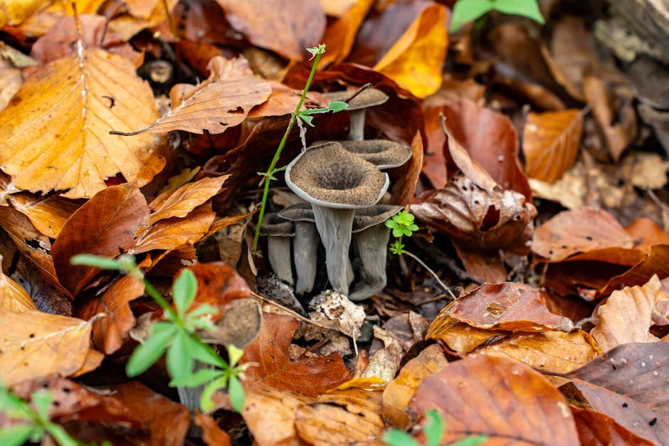 Trumpet Royale-sopp med sellerirot- og epleslaw