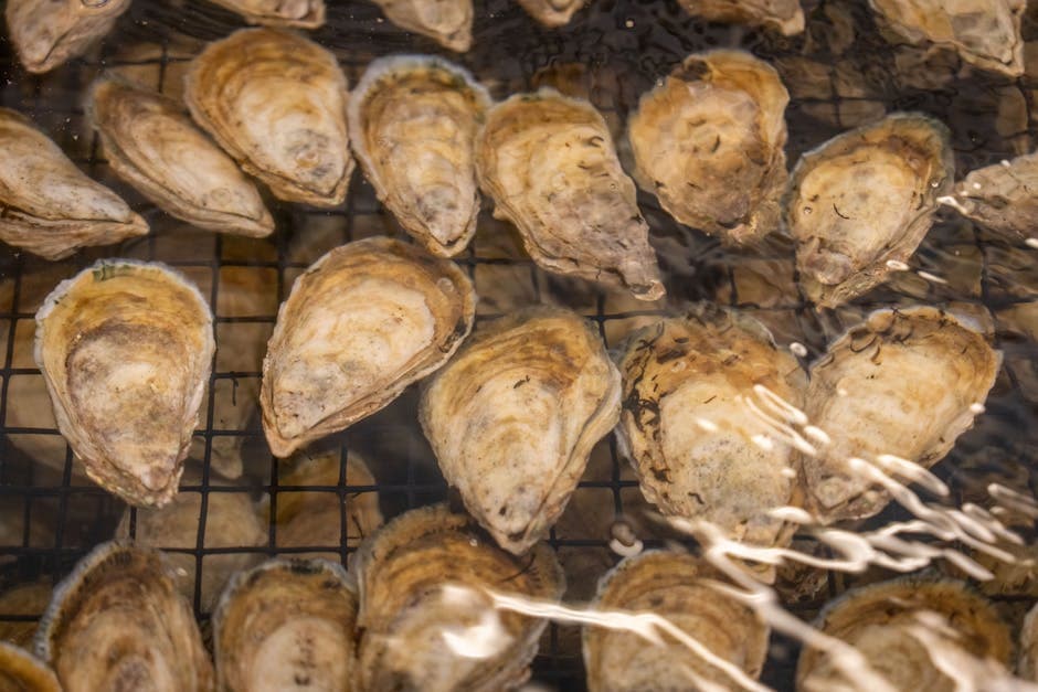 Maisbrød- og østersfyll