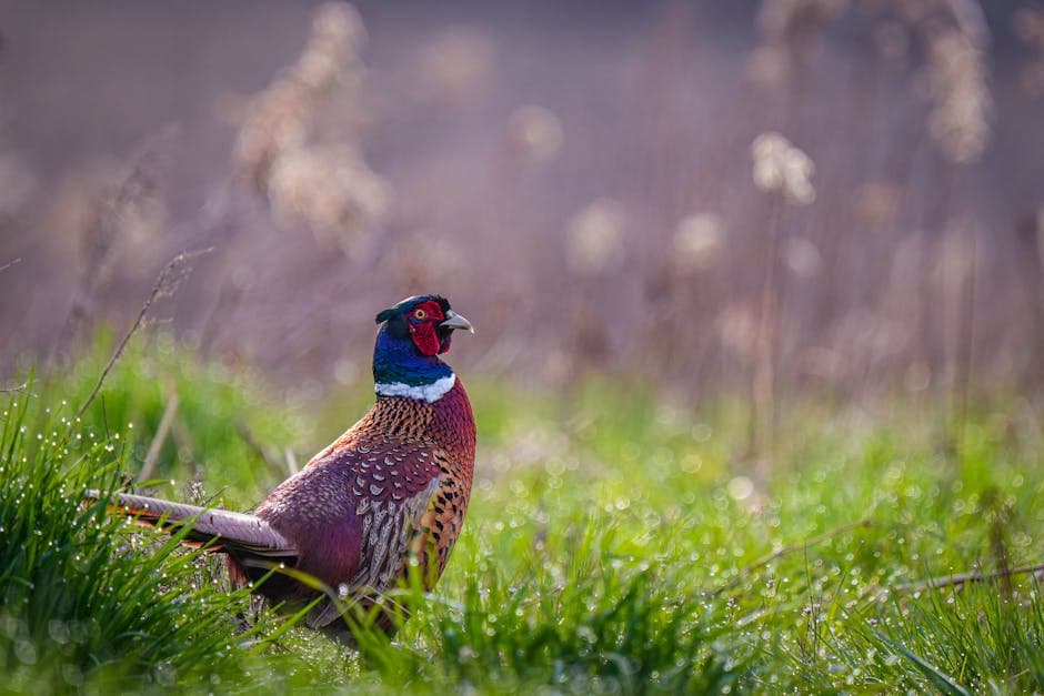 Fasan med tranebær og honningsaus
