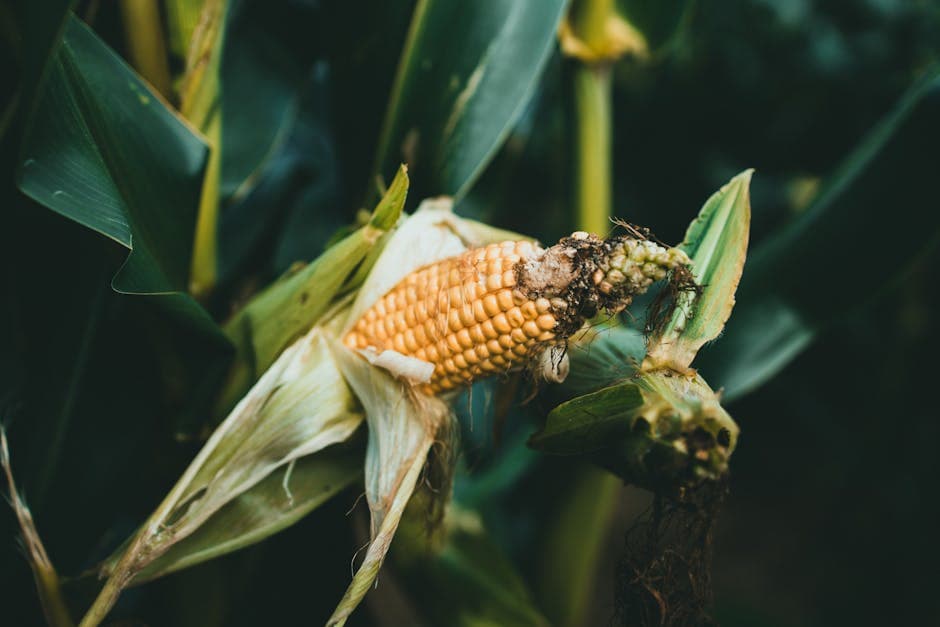Kremet chili-lime mais med parmesan
