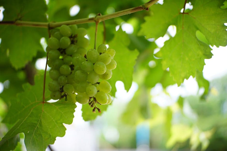 Champagnedruer med sitron og sukker